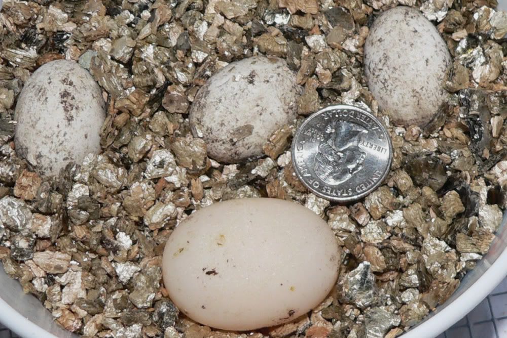 Pancake Surprise! Tortoise Forum